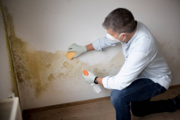 Best Basement Mold Removal  in Estell Manor, NJ